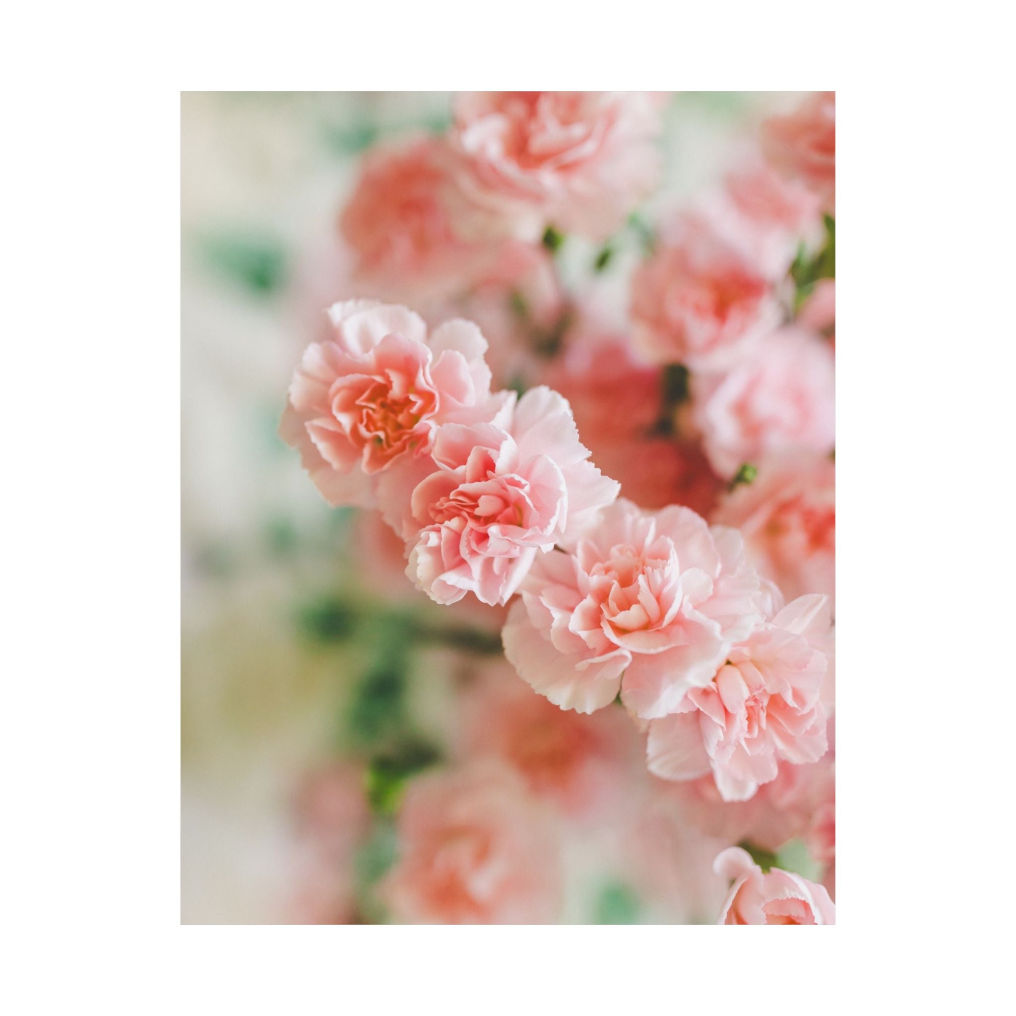 Pink Carnation Flower Wall Art: Original Photograph of Small Pink Flowers, Vintage Aesthetic Blanket, Floral Cottagecore, Decor for Room - Opal and June